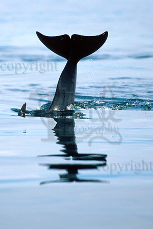 Bottlenose dolphin tail.DOLT